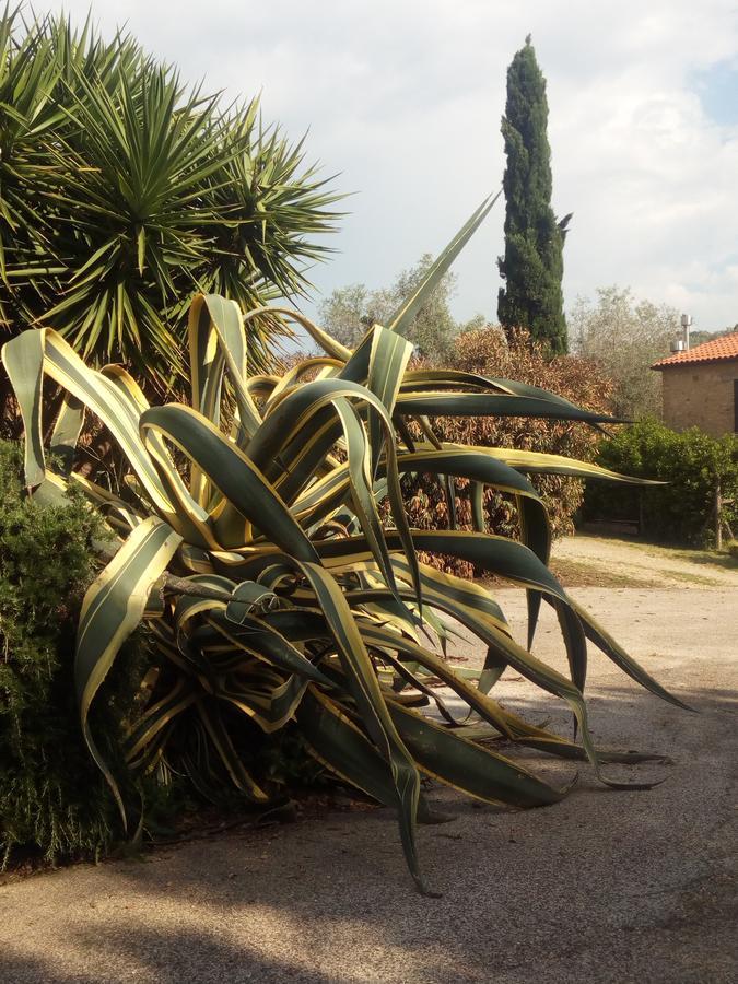 Case Cordovani Magliano in Toscana Exterior photo