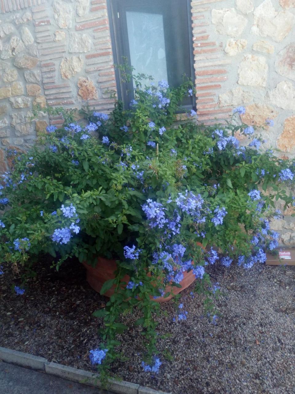 Case Cordovani Magliano in Toscana Exterior photo